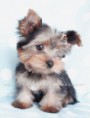 /album/fotogaleria/yorkie102dlarge-jpg/