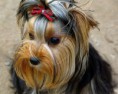 /album/fotogaleria/m-yorkshire-terrier-html-7-jpg/