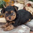/album/fotogaleria/yorkshire-terrier-jpg/