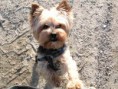 /album/fotogaleria/yorkshire-terrier-01-jpg/
