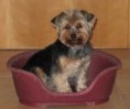 /album/fotogaleria/yorkshire-terrier-2-groot-jpg/